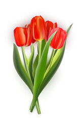 Bunch of red tulips on white background. Realistic spring colorful flowers vector illustration. Floral decorative plants with petals and green leaves in blossom