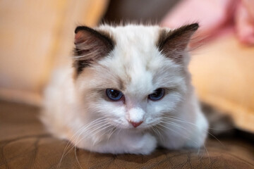 Cute, small Ragdoll cat on the sofa. 4 months old. with cute angry expression