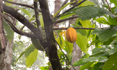 Cocoa tree, ripe and green fruit. Artisanal and organic agroforestry production of exotic fruit. Combu Island, Belém, Pará, Brazil. Forest, foliage, branches, buds and fruit. Amazon forest. - obrazy, fototapety, plakaty
