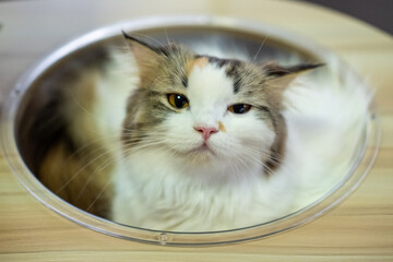 Close up of cute fluffy white cat smirk, in clear bowl on cat tree. Mixed breed cat between Maine Coon and Scottish Fold.