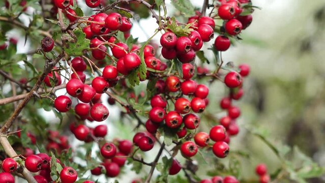  red fruits at the hawthorn in the natue in autumn