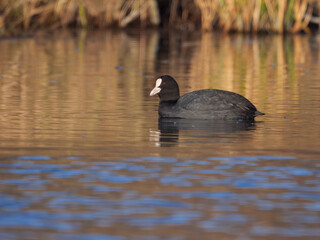 Fototapeta premium Solitary Eurasian Coot Swimming in a Danube Channel During Morning Light in Slovakia