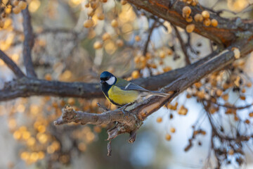 beautiful yellow and blue colored chickadee on the branch of a tree in the city park