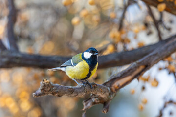 Naklejka premium beautiful yellow and blue colored chickadee on the branch of a tree in the city park