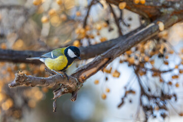 beautiful yellow and blue colored chickadee on the branch of a tree in the city park