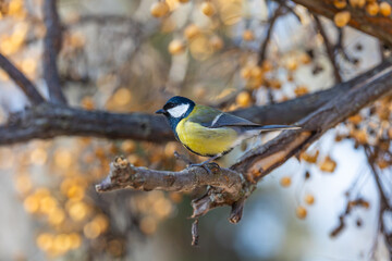 beautiful yellow and blue colored chickadee on the branch of a tree in the city park