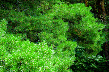 Obraz premium close up of the bright green young coniferous branches. Freshness and 