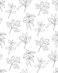 Seamless pattern of green kitchen culinary herbs on white background. Line art style . Oregano, basil, parsley, sage. Vector	
