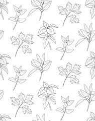 Fototapeta premium Seamless pattern of green kitchen culinary herbs on white background. Line art style . Oregano, basil, parsley, sage. Vector 