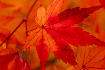 red maple leaves