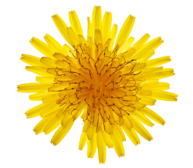 Dandelion yellow flower isolated on white  