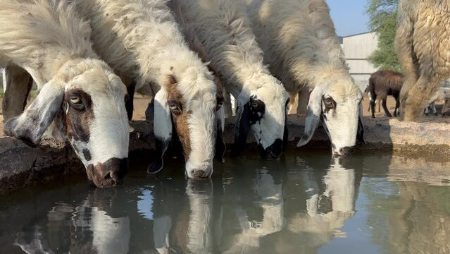 Herd of sheep drinking water in spring time on the shore of the lake. Flock of sheep on a watering hole.