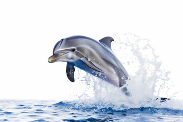 Dolphin isolated on white