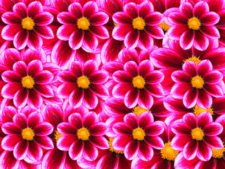 Blumenhintergrund aus Dahlienblüten