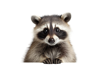Raccoon Observing White Wall. A raccoon stands atop a white wall, attentively observing its surroundings.