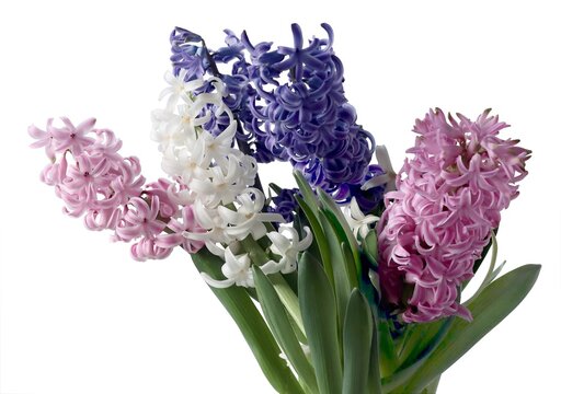 colorful flowers of hyacint plant s at spring