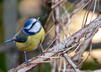 Cyanistes Caeruleus (Blue Tit) - Dublin's Botanic Gem