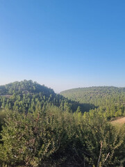 A stunning landscape of a lush forest is captured in this image, showcasing the beauty of nature's wilderness. The dominant colors of grey and blue add a peaceful and serene feel to the scene.