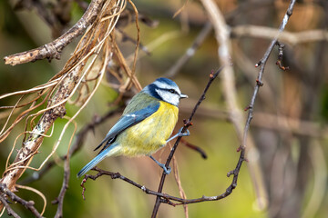 Cyanistes Caeruleus (Blue Tit) - Dublin's Botanic Gem