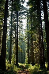 Obraz premium The sun shines through the tall trees in the forest