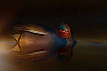 Duck photographed with a beam of light. Artistic wildlife photography. Nature background. Eurasian...