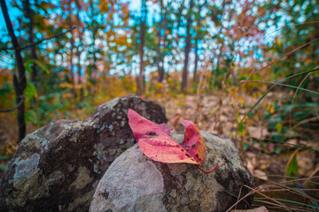 Thailand's rainforest mountain with vibrantly colored leaves in autumn.