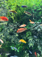 A group of fish swimming in an aquarium, tropical seaweeds, goldfishes