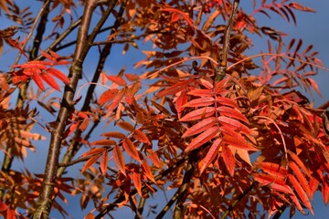 Red autumn mountain-ash leaves against blue sky