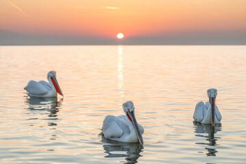 Pelikane im Sonnenaufgang