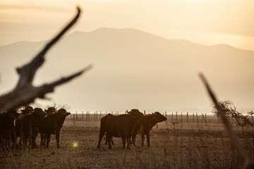 buffalos in greece
