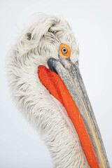 Pelikan Seitenprofil