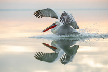 Pelikan Spieglung zum Sonnenaufgang