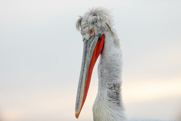 Pelikan Seitenprofil