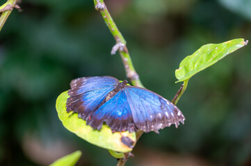 Closeup macro view of tropical butterfly of jungle - Heliconius melpomene rosina, Papilio lowi, Papilio demoleus, Monarch butterfly (danaus plexippus) on the green leaves.