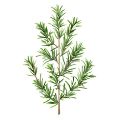  group of Rosemary on transparent background Remove png