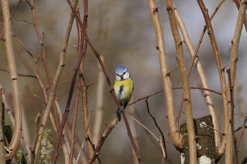 Mésange bleue (Cyanistes caeruleus)
Cyanistes caeruleus in its natural element