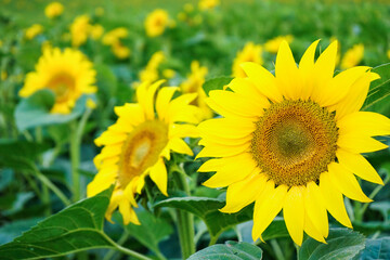 Rural farm background of yellow sunflowers. The concept of agriculture, harvesting, farming