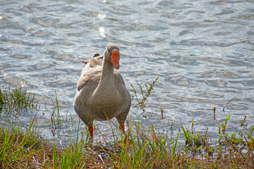 country goose swimming in water