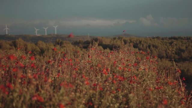 campo de flores rojas movi&eacute;ndose con el viento. Torres e&oacute;licas de fondo. cielo con nubes. Movimiento travelling hacia la derecha.