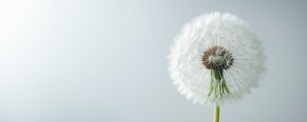 Soft grey studio background accentuates the purity and mobility of a white fluffy dandelion