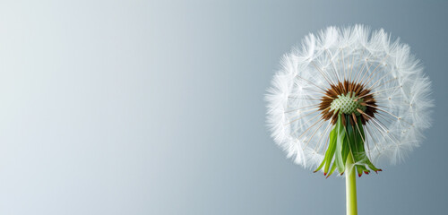 Captured in a photo studio, a pristine white dandelion represents purity and mobility against a light grey backdrop