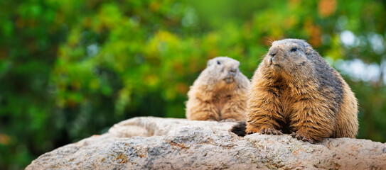 Naklejka na ściany i meble pair of marmots resting on a stone