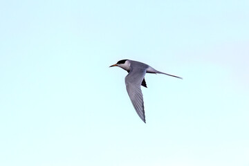 The common tern (Sterna hirundo) in flight