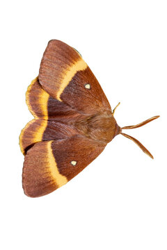 Oak eggar or Lasiocampus Quercus is a common moth in european countries