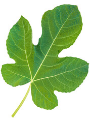 Green fig leaf isolated on a transparent background