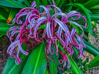 Elx - flor Crinum Lily (L'Hort del Cura) - Baix Vinalopó