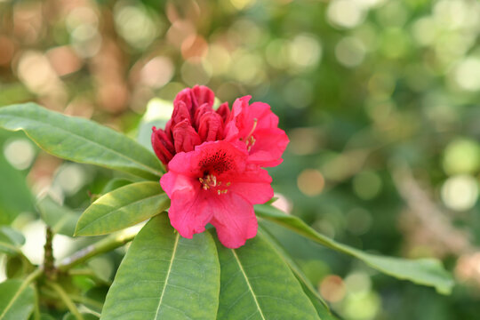 Pink rhododendron blooming flowers in the spring garden