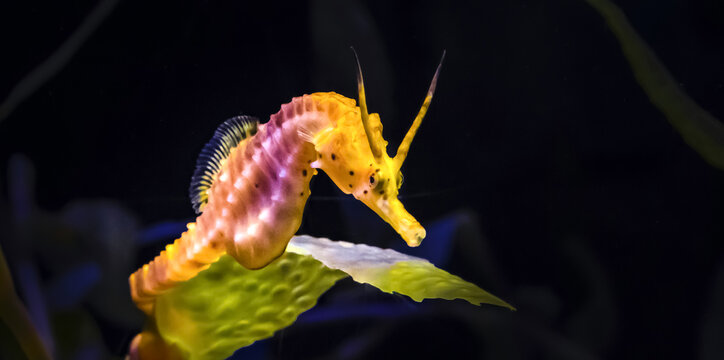 This is very beautiful sea horse, Under water photography.