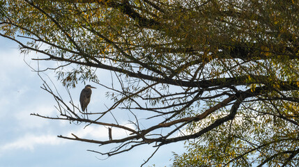 great blue heron perched in tree