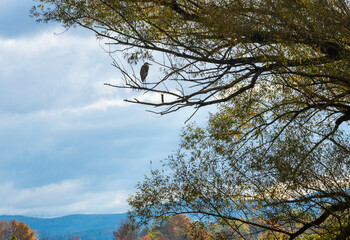 Great blue heron perched in tree